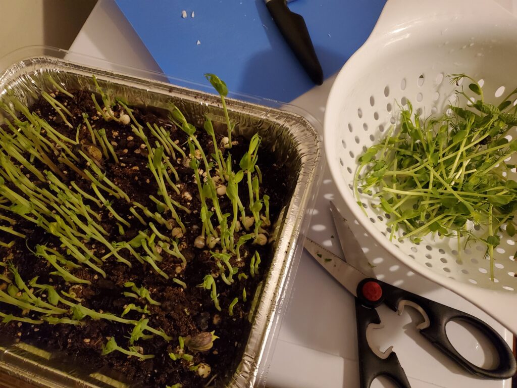 Pantry pea shoots