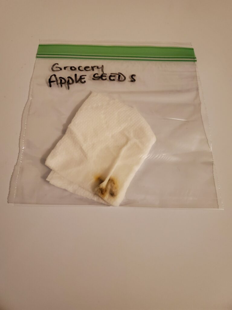 Grocery store apple seeds germinated using the paper towel method