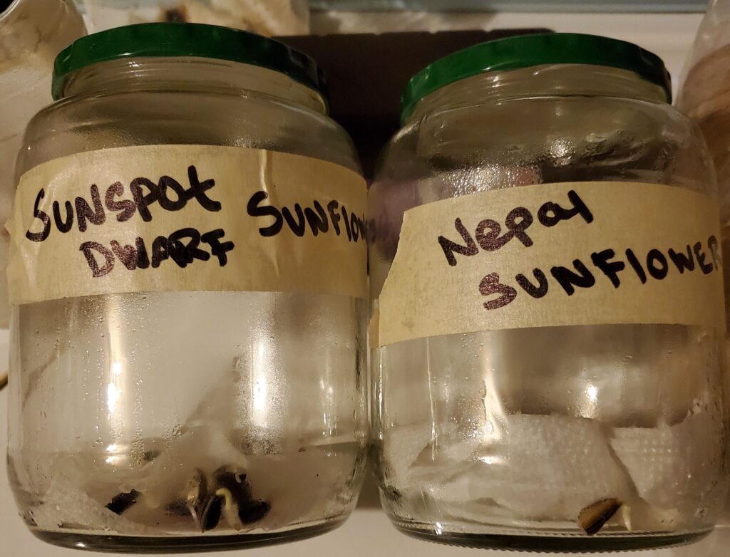 Sunflowers germinated using the petri dish method