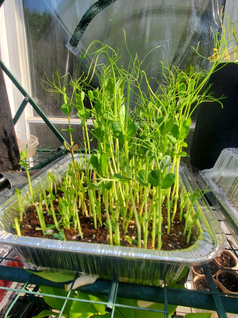 Grocery store peas growing in a foil pan