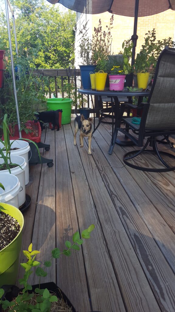 Umbrella as a sun shade on deck | Lilies and Tomatoes