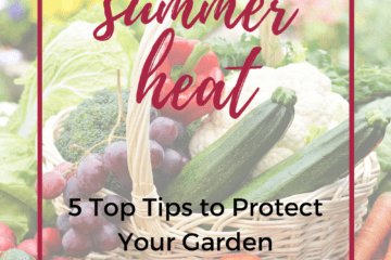 5 Top tips to protect your garden from the intense summer heat. | Lilies and Tomatoes