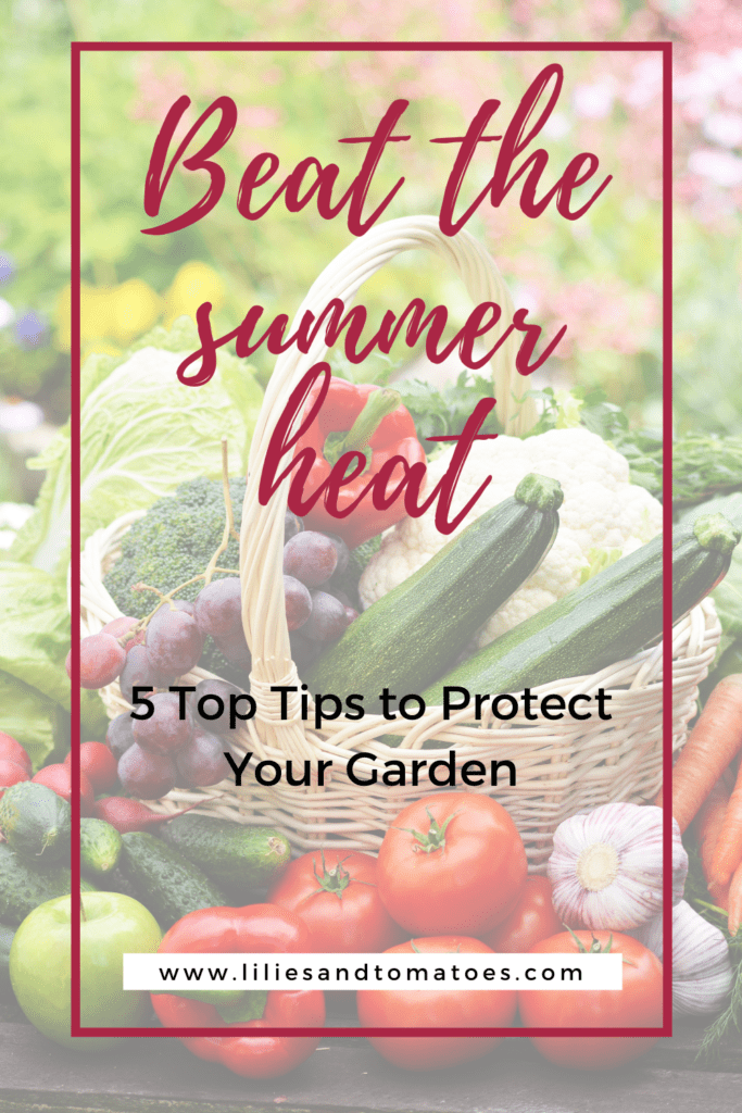 5 Top tips to protect your garden from the intense summer heat. | Lilies and Tomatoes